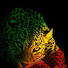 Rachid